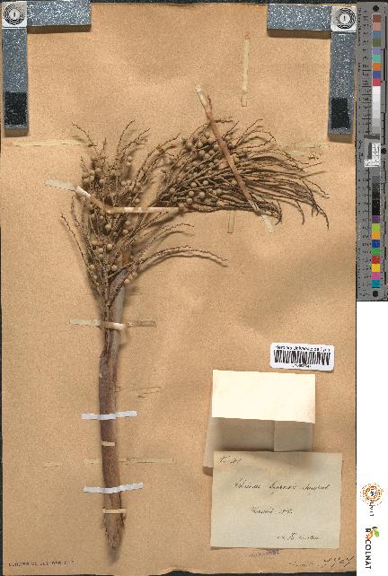 spécimen de Thrinax keyensis