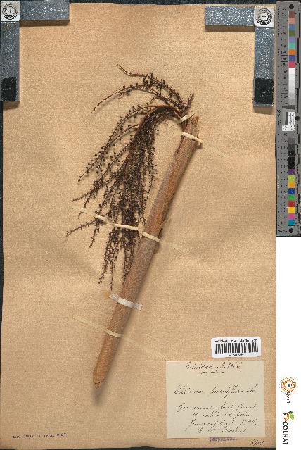 spécimen de Thrinax parviflora