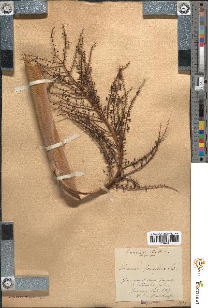 spécimen de Thrinax parviflora