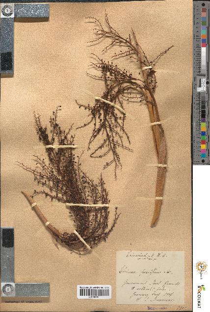spécimen de Thrinax parviflora