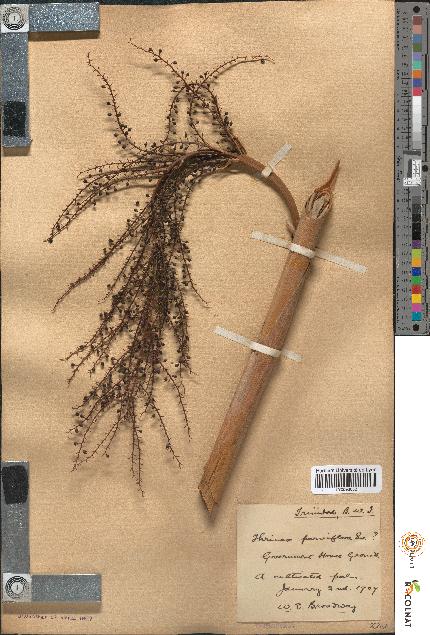 spécimen de Thrinax parviflora