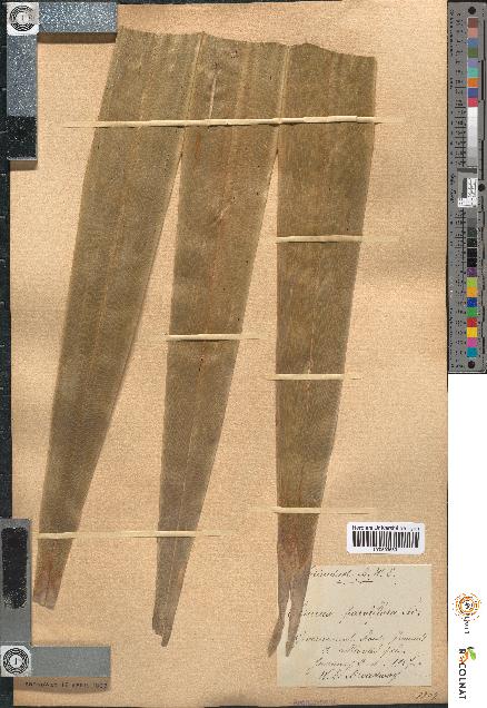 spécimen de Thrinax parviflora