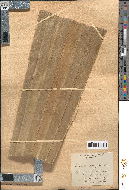 spécimen de Thrinax parviflora