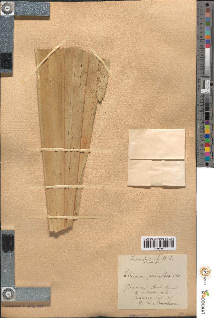 spécimen de Thrinax parviflora