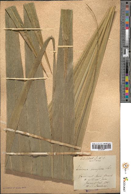 spécimen de Thrinax parviflora