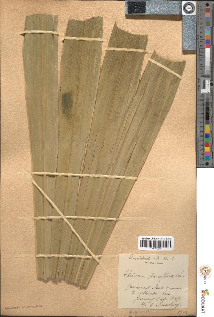spécimen de Thrinax parviflora