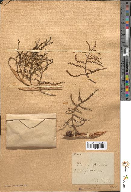 spécimen de Thrinax parviflora