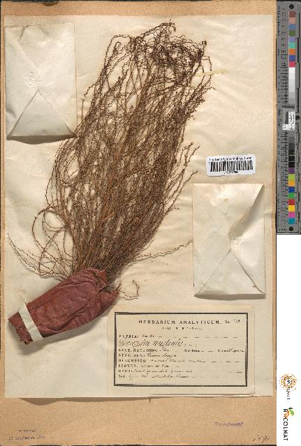 spécimen de Corypha australis