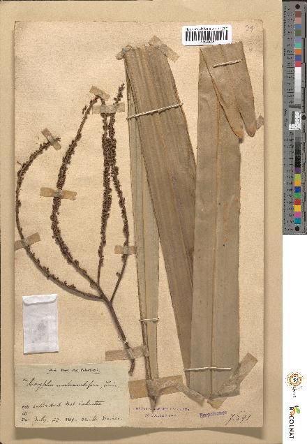 spécimen de Corypha umbraculifera