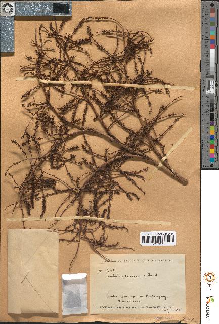 spécimen de Sabal glaucescens