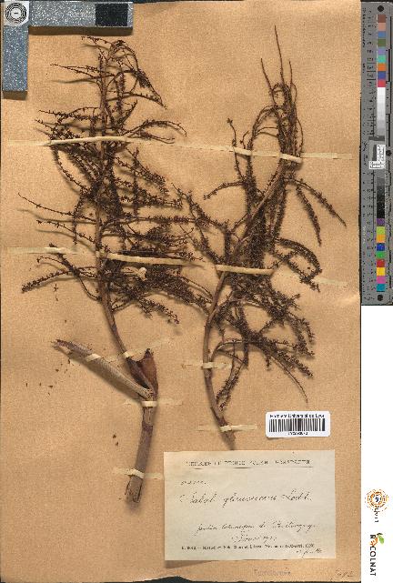 spécimen de Sabal glaucescens