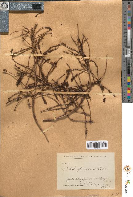 spécimen de Sabal glaucescens