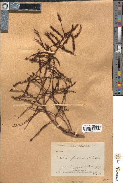 spécimen de Sabal glaucescens