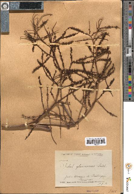 spécimen de Sabal glaucescens