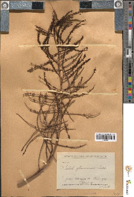 spécimen de Sabal glaucescens