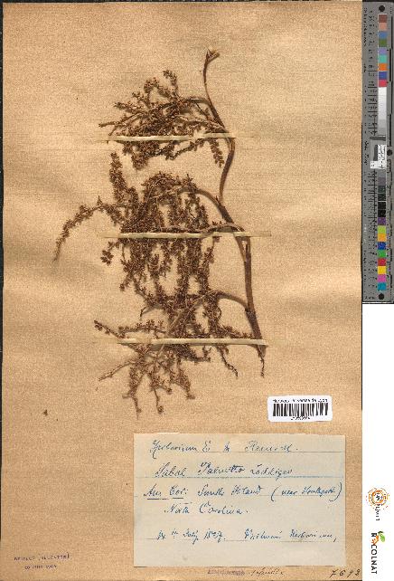 spécimen de Sabal palmetto