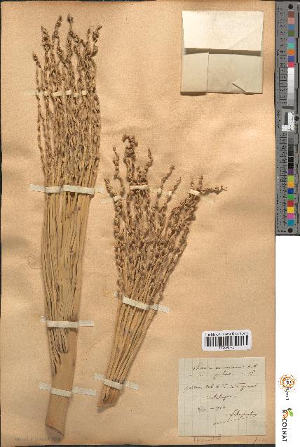 spécimen de Phoenix canariensis