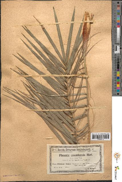spécimen de Phoenix canariensis
