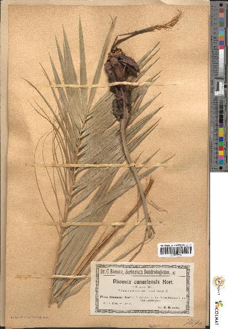spécimen de Phoenix acaulis