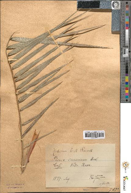 spécimen de Phoenix acaulis