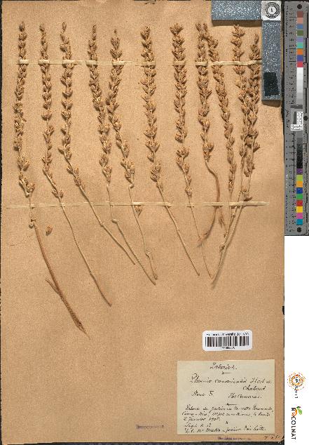 spécimen de Phoenix acaulis