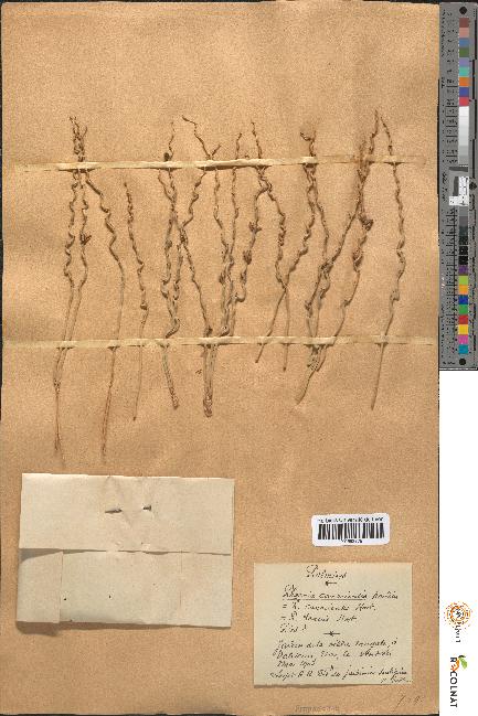 spécimen de Phoenix canariensis