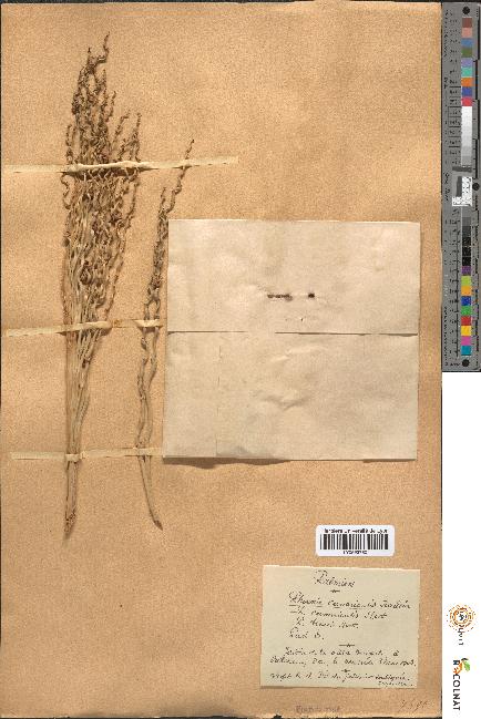 spécimen de Phoenix canariensis