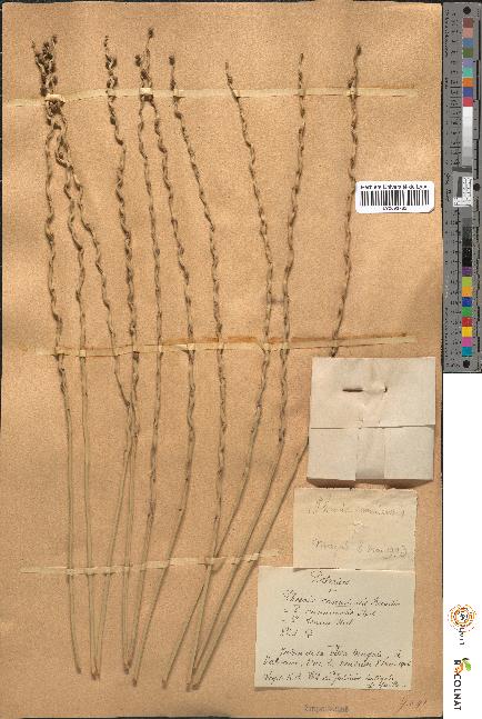 spécimen de Phoenix canariensis