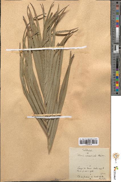 spécimen de Phoenix canariensis