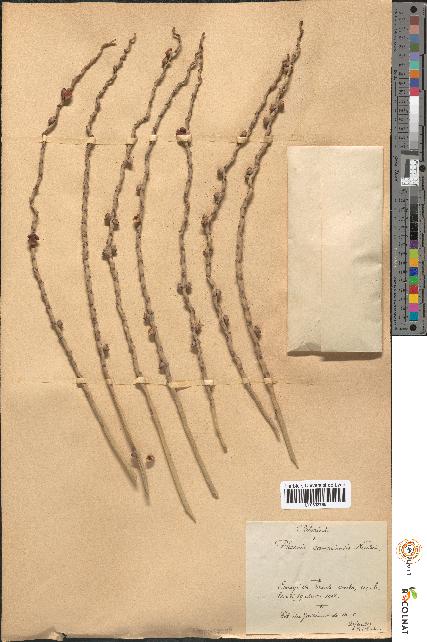 spécimen de Phoenix canariensis