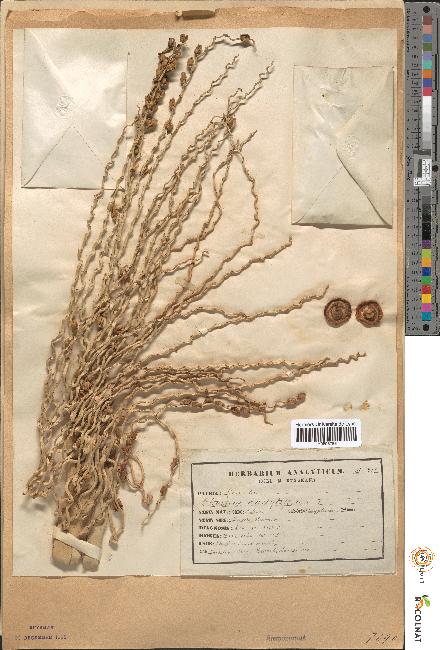 spécimen de Phoenix dactylifera