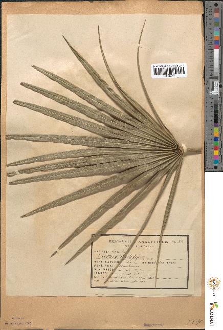 spécimen de Phoenix dactylifera