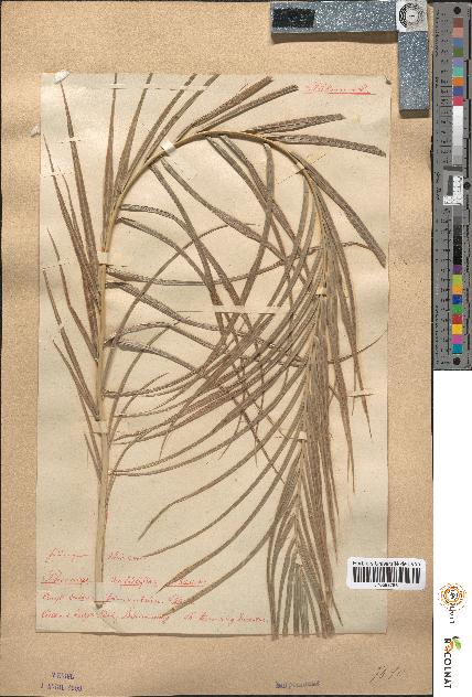 spécimen de Phoenix dactylifera