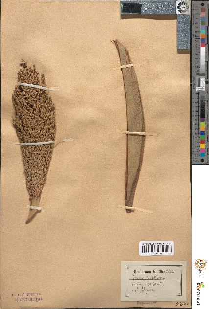 spécimen de Phoenix dactylifera