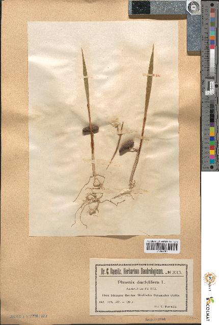 spécimen de Phoenix dactylifera