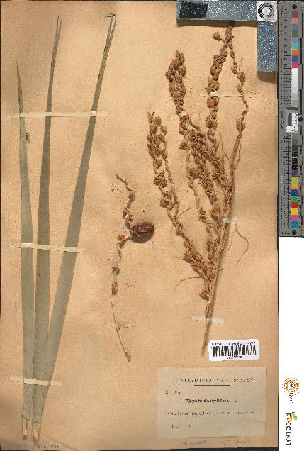 spécimen de Phoenix dactylifera