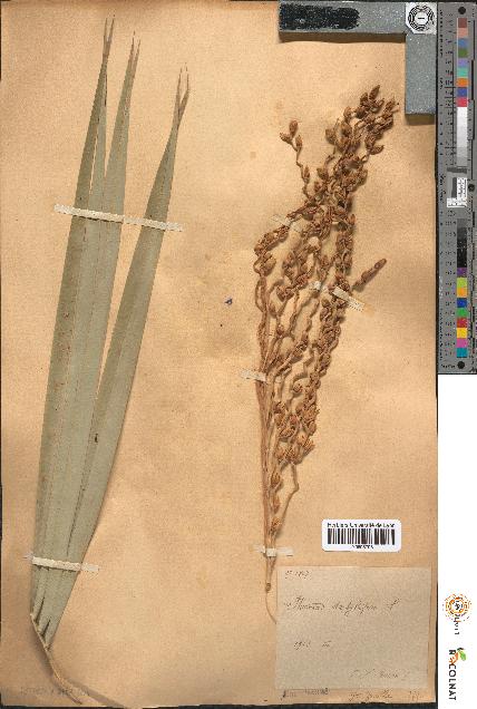 spécimen de Phoenix dactylifera