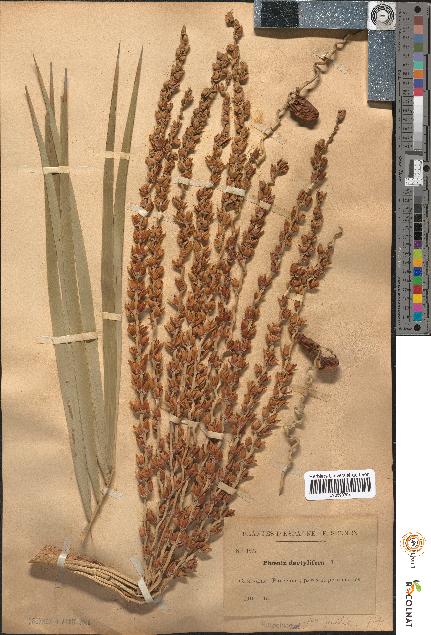 spécimen de Phoenix dactylifera
