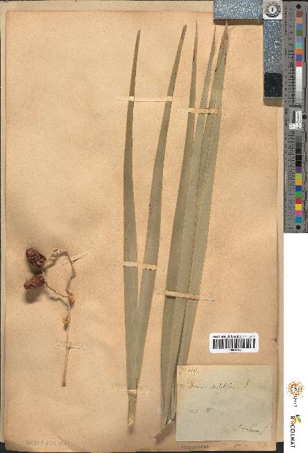 spécimen de Phoenix dactylifera