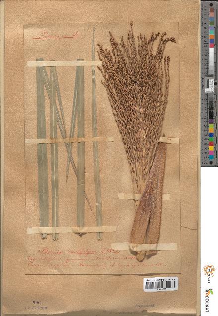 spécimen de Phoenix dactylifera