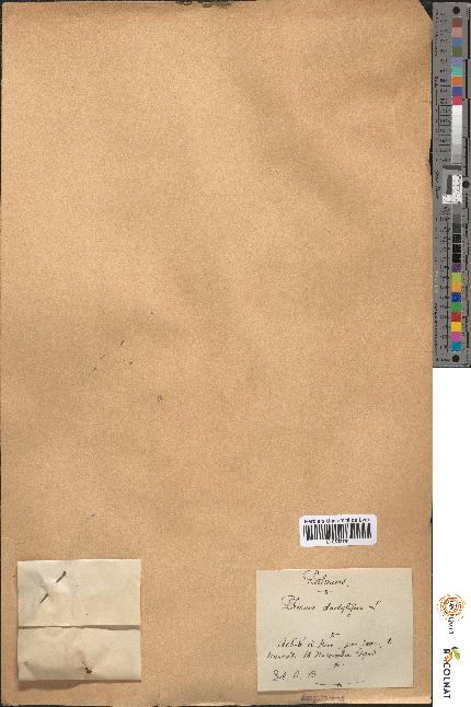spécimen de Phoenix dactylifera