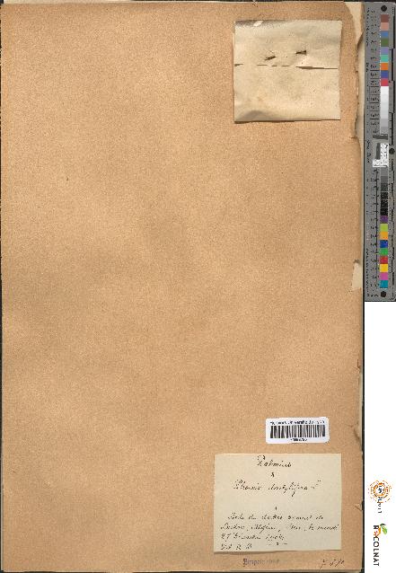 spécimen de Phoenix dactylifera