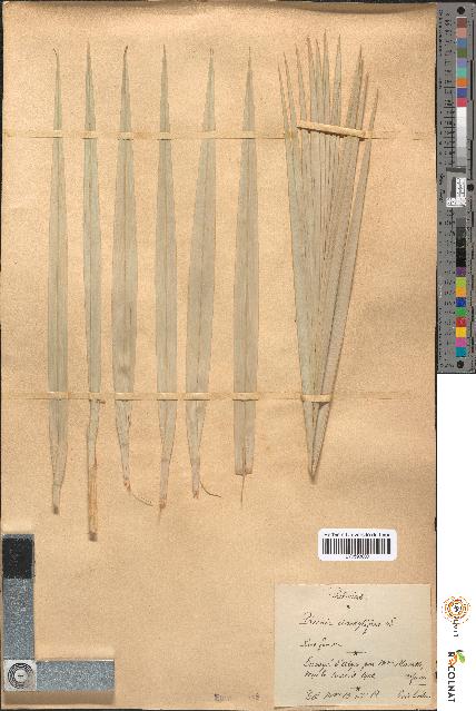 spécimen de Phoenix dactylifera