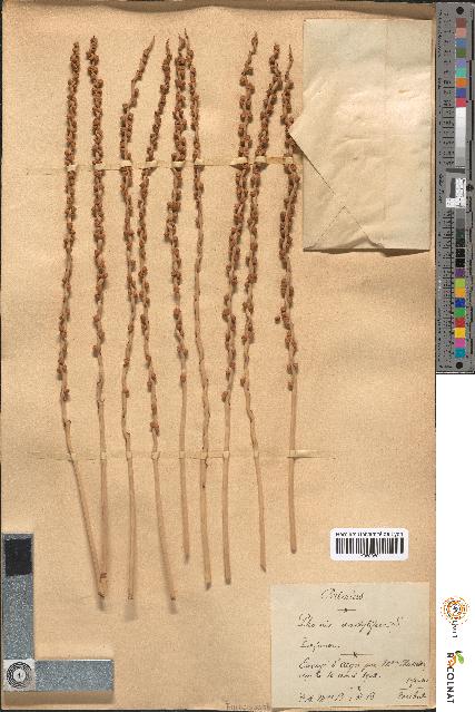 spécimen de Phoenix dactylifera