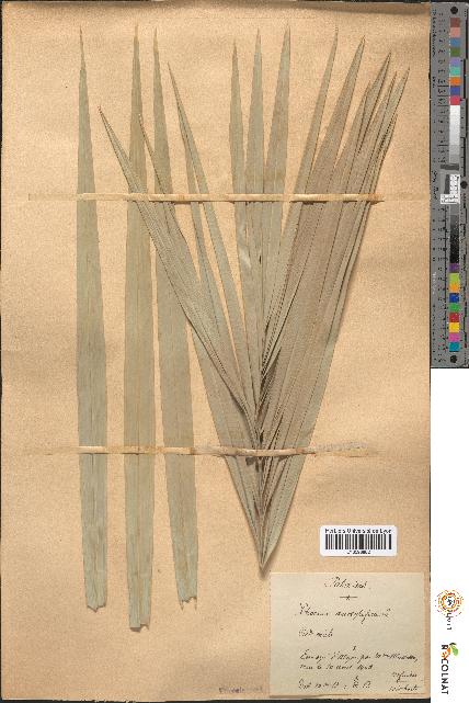 spécimen de Phoenix dactylifera