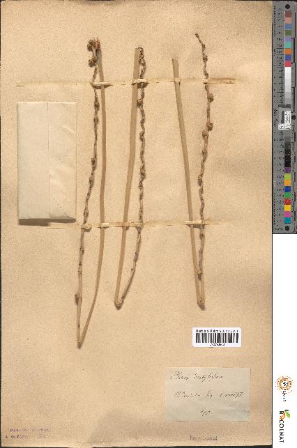spécimen de Phoenix dactylifera