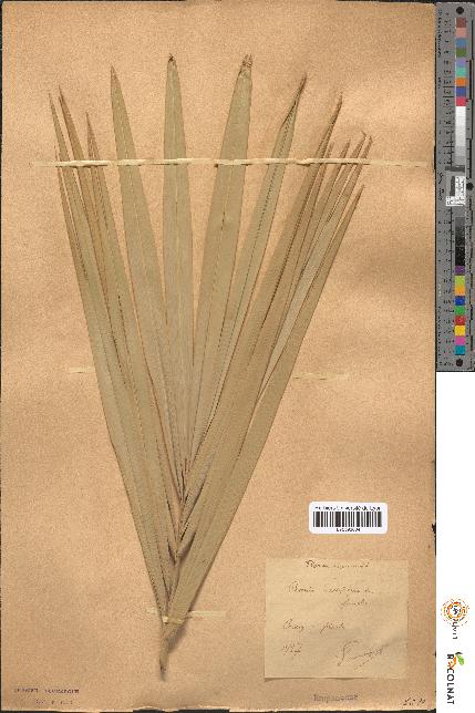 spécimen de Phoenix dactylifera