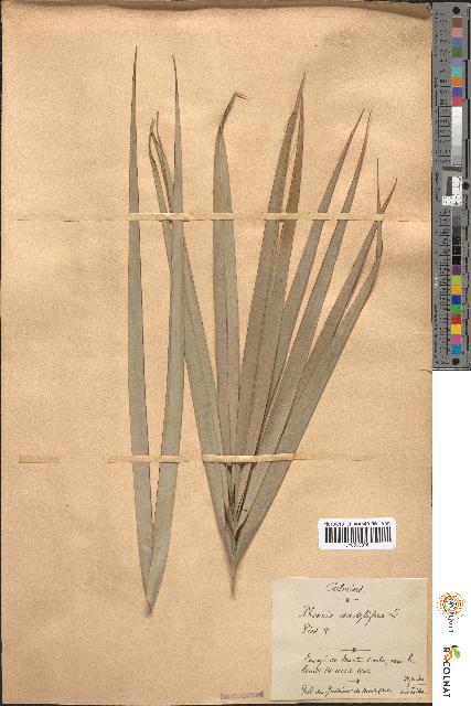 spécimen de Phoenix dactylifera