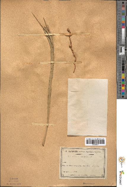spécimen de Phoenix dactylifera