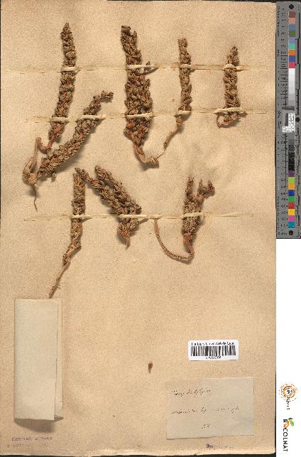 spécimen de Phoenix dactylifera